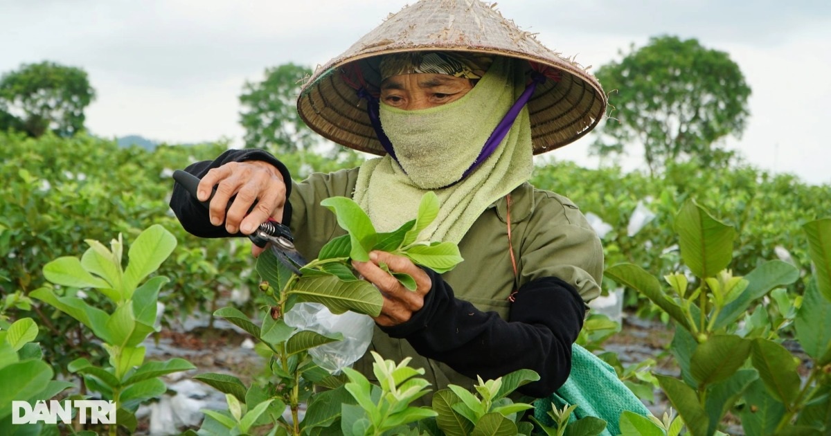 Nông dân thu 50 tỷ đồng mỗi năm nhờ trồng ổi