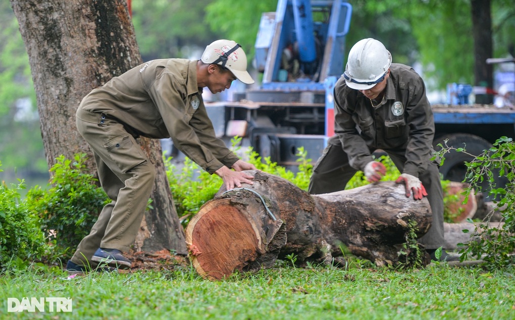 Hà Nội đấu giá 39m3 lõi và vỏ gỗ sưa được gần 155 tỷ đồng - 1 Hà Nội đấu giá 39m3 lõi và vỏ gỗ sưa được gần 155 tỷ đồng - 1