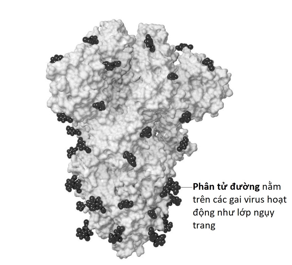 Cấu trúc của virus SARS-CoV-2 cho biết điều gì về điểm mạnh yếu của nó? - 2 Cấu trúc của virus SARS-CoV-2 cho biết điều gì về điểm mạnh yếu của nó? - 2