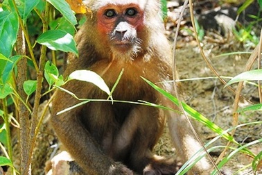 Trả tự do cho 4 cá thể động vật quý, hiếm về rừng