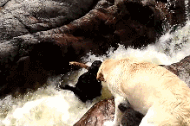 Thú vị clip chú chó dũng cảm cứu bạn khỏi đuối nước