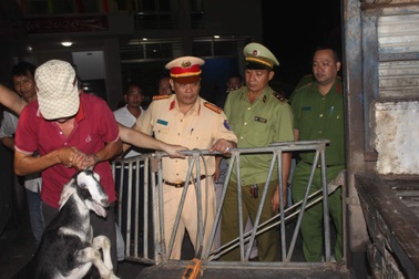 Đã chở đủ người, xe khách vẫn cố nhét thêm... 53 con dê (!)