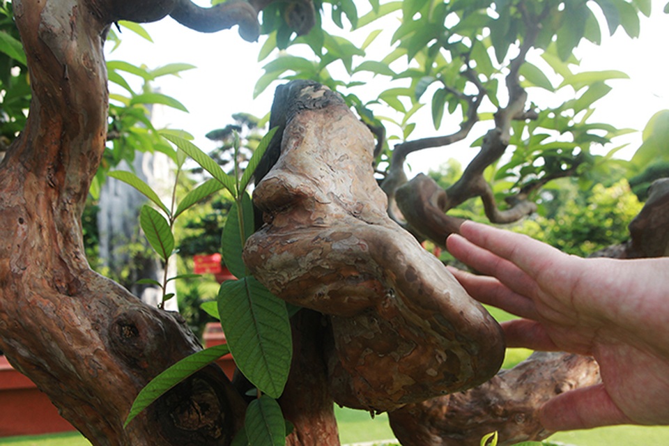 Siêu phẩm ổi có u cục kỳ quái, trả tiền tỷ vẫn không bán - 6 Siêu phẩm ổi có u cục kỳ quái, trả tiền tỷ vẫn không bán - 6