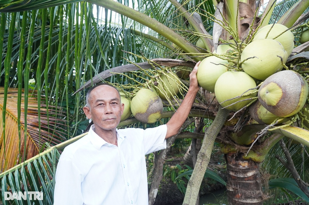 35 năm trước liều trồng loại dừa bỏ đi, nay lão nông đủ tiền mua 6ha đất - 2