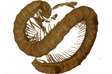 Phát hiện hoá thạch rết cổ đại 99 triệu năm tuổi