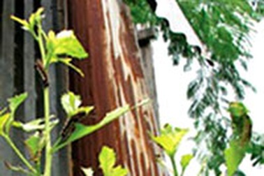 Sâu róm lúc nhúc trong nhà dân