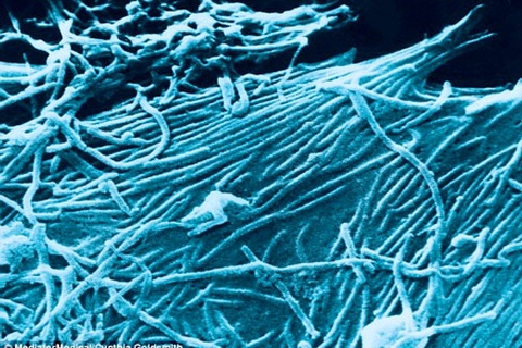 Vắc xin dạng xịt mũi - “Vũ khí” mới giúp ngăn chặn dịch Ebola