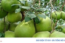 Thu nhập hàng trăm triệu đồng/năm nhờ chuyển đổi cây trồng đúng hướng