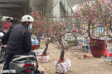 Chợ hoa chiều 30 Tết: Hoa đào nở bung, tiểu thương nói "giá nào cũng bán"