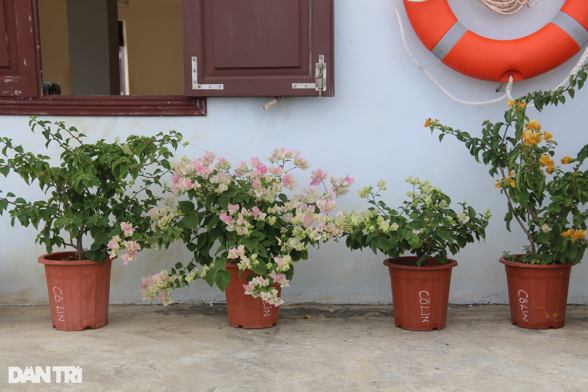 Sức sống mãnh liệt tại đảo chìm Cô Lin ở Trường Sa - 19 Sức sống mãnh liệt tại đảo chìm Cô Lin ở Trường Sa - 19