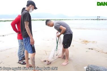 Sau bão, người dân ra biển săn cá... nước ngọt