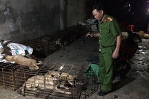 "Cẩu tặc" chạy tán loạn khi bị cảnh sát đột kích sào huyệt