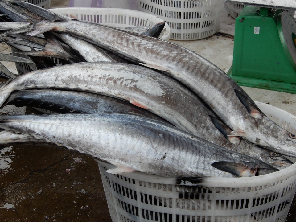 Đà Nẵng: Ngư dân được mùa cá thu sau bão - 3 Đà Nẵng: Ngư dân được mùa cá thu sau bão - 3