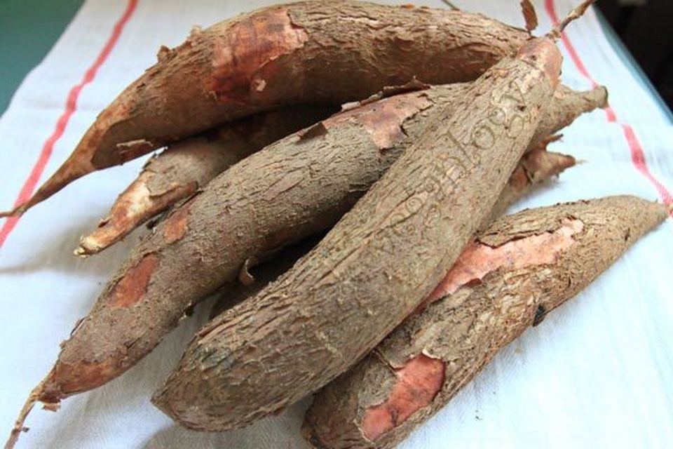 Những chất độc từ thức ăn thực vật - 10 Những chất độc từ thức ăn thực vật - 10