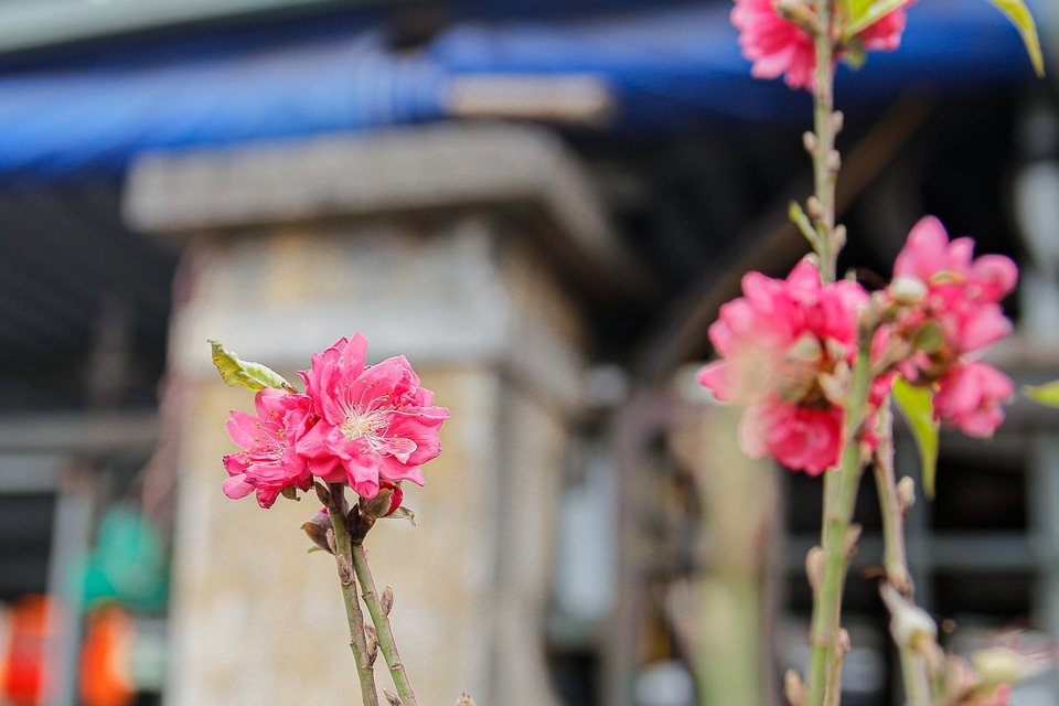 Ngắm đào Nhật Tân xuống phố khoe sắc sớm - 7 Ngắm đào Nhật Tân xuống phố khoe sắc sớm - 7