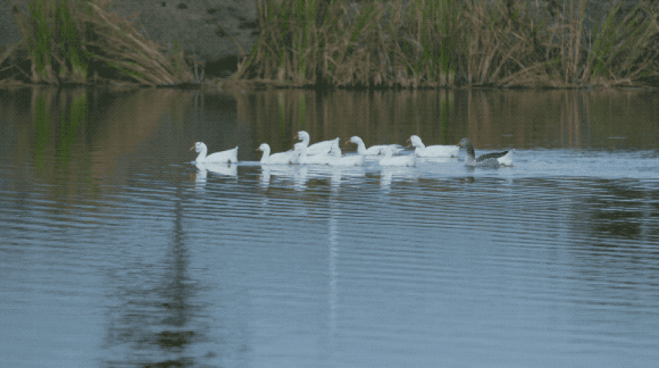 Ông bố trẻ về quê mở trang trại hàng trăm ha trồng rau, nuôi cá - 10