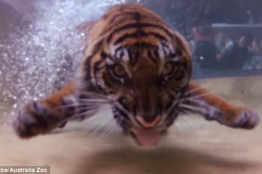 Du khách thích thú trước cảnh hổ... bơi thoăn thoắt trong nước