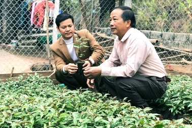 Lạng Sơn: Kiếm bộn tiền nhờ ghép cây đào chuông quý hiếm ra hoa đẹp, "độc", lạ.