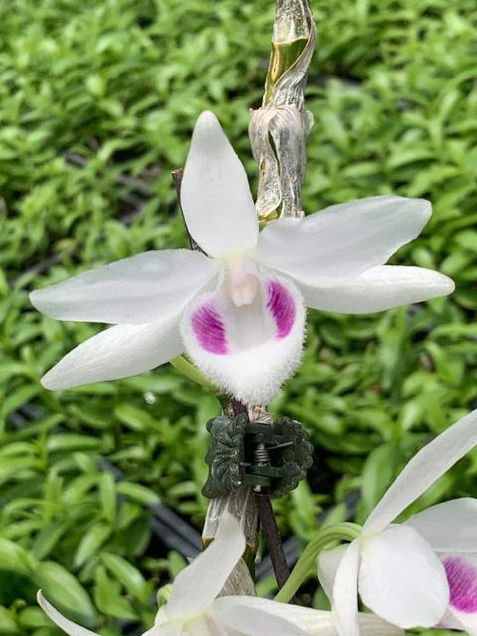 Trái đắng Phi điệp đột biến: Sắp nhiều như lan Hồ điệp - 7 Trái đắng Phi điệp đột biến: Sắp nhiều như lan Hồ điệp - 7