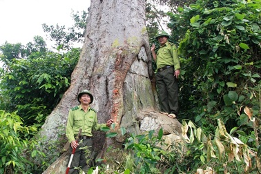 Báu vật nghìn năm tuổi giữa Vườn quốc gia