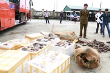 Bắt gần 1 tấn nội tạng và sừng động vật bốc mùi hôi thối