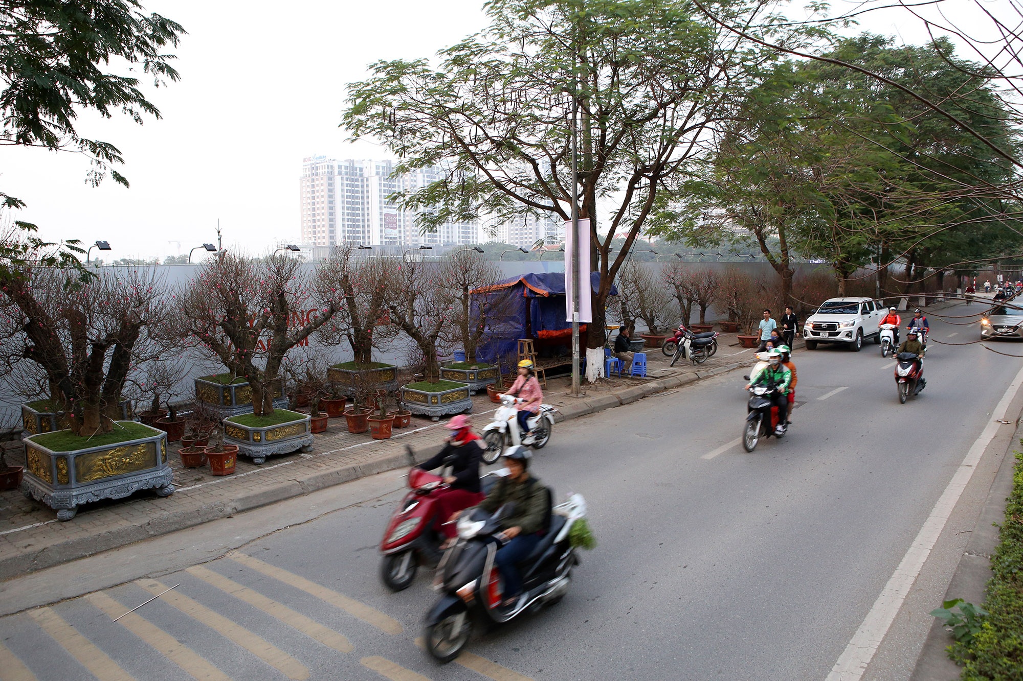 Cây đào gốc khủng giá hàng chục triệu đồng ra phố đón Tết Canh Tý - 7 Cây đào gốc khủng giá hàng chục triệu đồng ra phố đón Tết Canh Tý - 7
