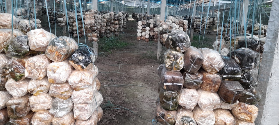 Đắk Lắk: Báo động tình trạng trá hình dự án nông nghiệp làm điện mặt trời - 4 Đắk Lắk: Báo động tình trạng trá hình dự án nông nghiệp làm điện mặt trời - 4