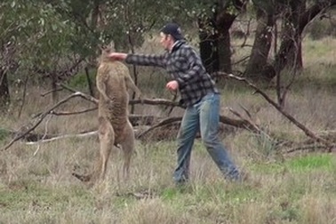 “Đấu tay đôi” với kangaroo để giải cứu chó cưng bị “bắt nạt”