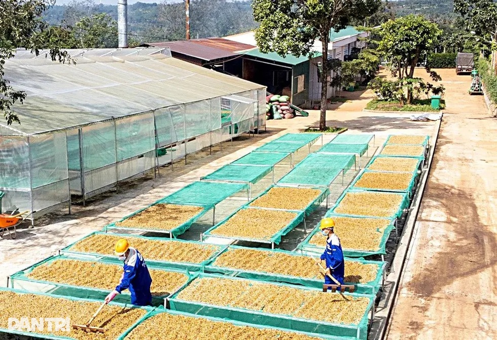 “Cơn lốc” hóa đơn và bài toán sinh tồn đau đầu của nông sản Việt - 2