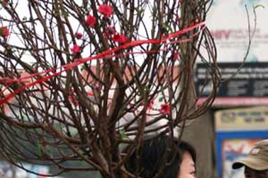 Đào Hà Nội rực hồng nơi Đất Mũi