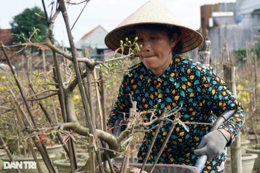 Vắng thương lái, người trồng mai ở thủ phủ lớn nhất miền Trung lo mất Tết