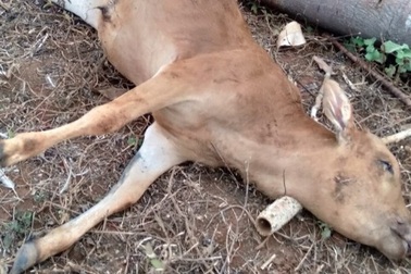 Bò chết hàng loạt, trong bụng chứa đầy rác thải