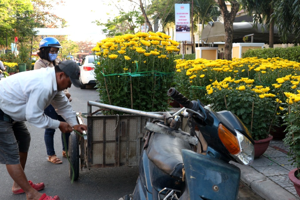Hội An: Hoa Tết “vỡ trận”, giảm giá vẫn ít có người mua - 5 Hội An: Hoa Tết “vỡ trận”, giảm giá vẫn ít có người mua - 5