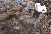 Phát hiện dấu chân của loài khủng long cuối cùng cách đây 110 triệu năm