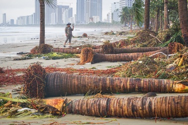 Cây nằm như ngả rạ, đường phố Đà Nẵng ngập rác sau bão số 13 Kalmaegi