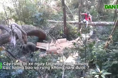 Cận cảnh ghi lại nhóm lâm tặc đang "xẻ thịt" rừng xanh