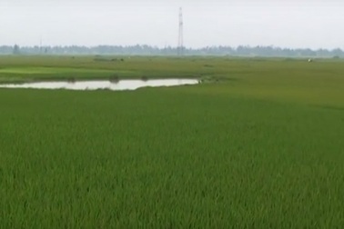 Bé trai lớp 4 bị sét đánh tử vong khi đi chăn bò