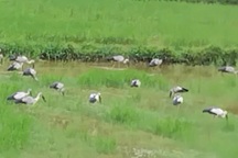 Hàng trăm con cò nhạn xuất hiện trên những cánh đồng ở Huế