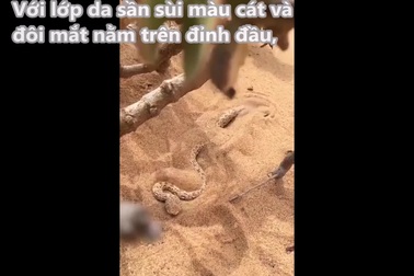 Nghệ thuật ẩn mình dưới cát để săn mồi của loài rắn độc "sát thủ sa mạc"