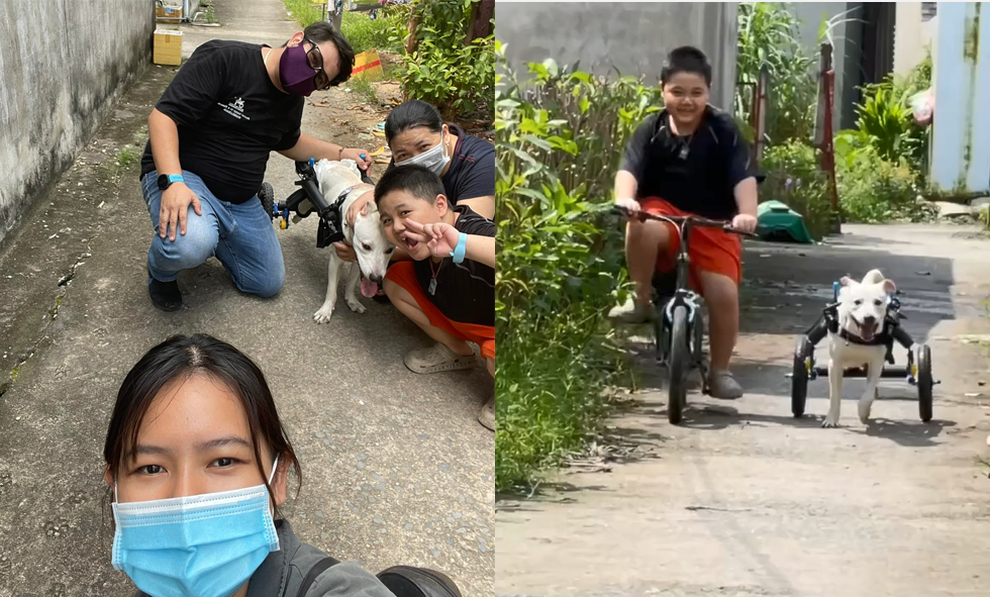 Vợ Việt chồng Tây bán cả xe máy để làm xe lăn cho chó mèo khuyết tật - 5 Vợ Việt chồng Tây bán cả xe máy để làm xe lăn cho chó mèo khuyết tật - 5
