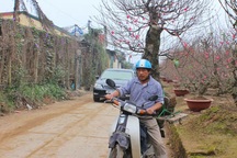 Nở rộ dịch vụ chở hoa, cây cảnh thu tiền triệu mỗi ngày dịp Tết