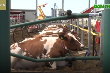 Mục sở thị trang trại bò sữa nổi trên biển, mỗi ngày sản xuất 800 lít sữa