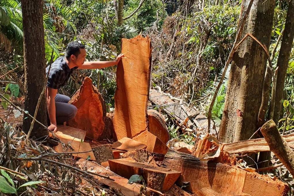 Kom Tum: Xảy ra hơn 80 vụ phá rừng trong năm 2022 - 2 Kom Tum: Xảy ra hơn 80 vụ phá rừng trong năm 2022 - 2