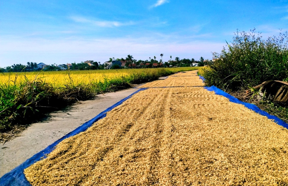 Cánh đồng lúa Hội An đã chín vàng nhưng vắng bóng du khách - 10 Cánh đồng lúa Hội An đã chín vàng nhưng vắng bóng du khách - 10