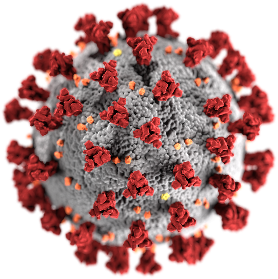 Virus là gì, lây lan như thế nào? Vì sao virus làm chúng ta bị ốm? - 2