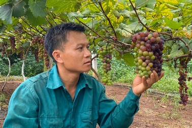 Chàng trai 8X "khiến" cây nho nở hoa, kết trái trên vùng đất đỏ bazan