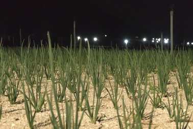 “Bẫy đèn” rực sáng trên ruộng hành Lý Sơn