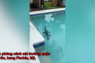 Phát hiện cá sấu cỡ lớn nằm trong bể bơi khu dân cư