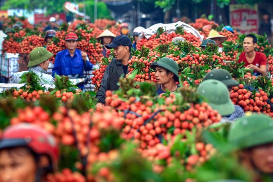 Báo Nhật: Vải thiều Việt Nam gây sốt trên thị trường Nhật Bản - 1 Báo Nhật: Vải thiều Việt Nam gây sốt trên thị trường Nhật Bản - 1