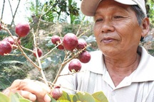 Thu lợi cao từ cây nhãn tím